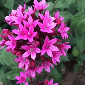 Meet your Posher, Ella